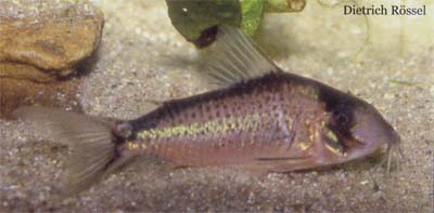 Corydoras sp. C101